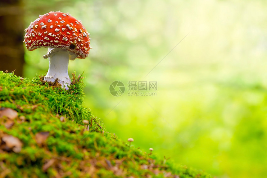 Agaric红色和白色有毒蘑菇图片