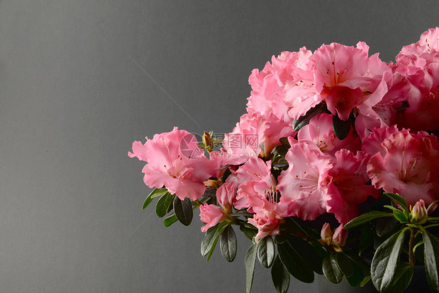 盛开的杜鹃花粉红色花朵背景图片