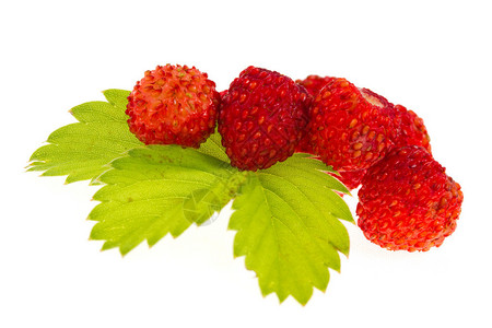 孤立的野草莓背景图片