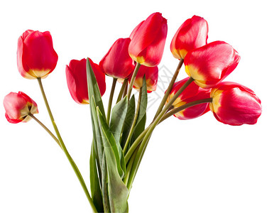 白色背景上的红色郁金香花束图片