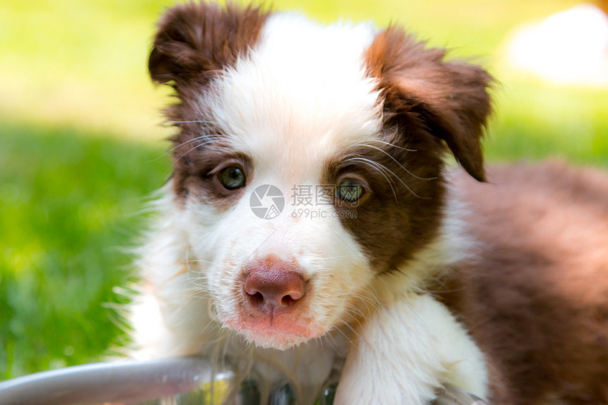 红色边境牧羊犬小狗玩水碗图片