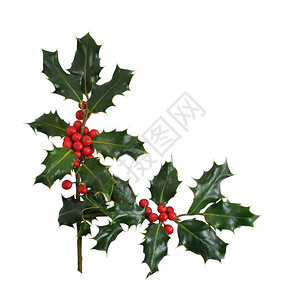 圣诞霍莉树枝和浆果在角落或边界设计中孤立图片