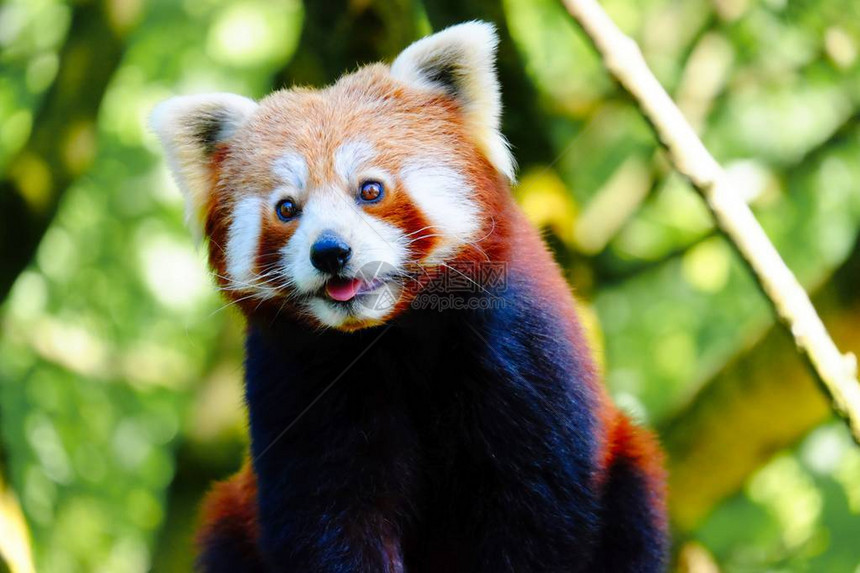 红熊猫小亚洲熊图片