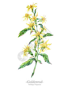 水彩夏季药用花卉野花在白色背景天然贺卡上隔离的植物插图片
