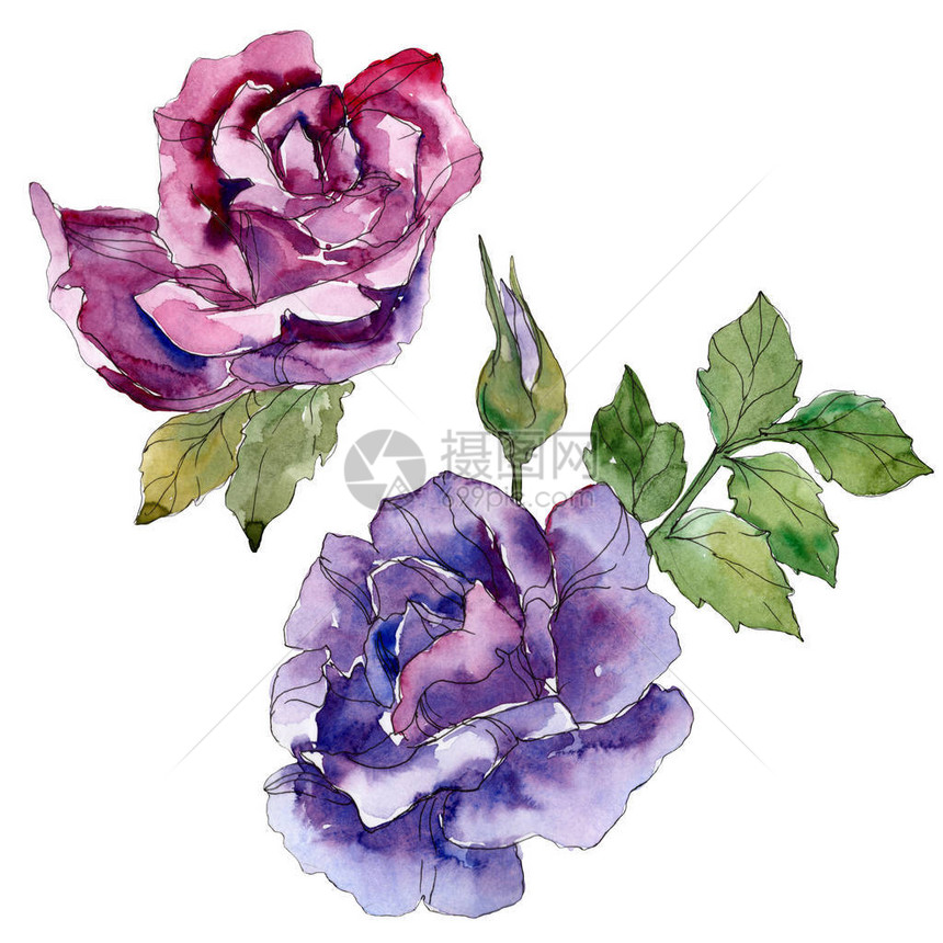 紫色和紫罗兰色玫瑰花卉植物花孤立的野生春叶野花水彩背景设置水彩画时尚水彩画孤立的图片