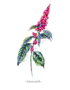 水彩夏季药用花卉野花在白色背景天然贺卡上隔离的植物插背景图片