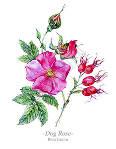 水彩夏季药用花卉野花在白色背景天然贺卡上隔离的植物插图图片