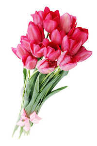 美丽的粉红色郁金香束花白上孤立图片