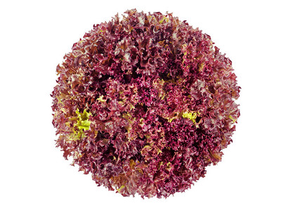 LolloRosso珊瑚生菜图片