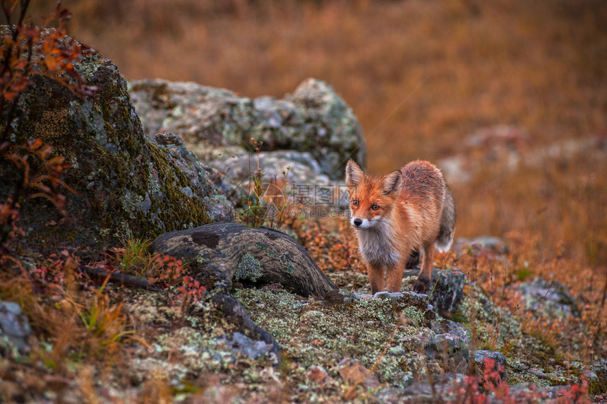 秋天针叶林中的赤狐图片