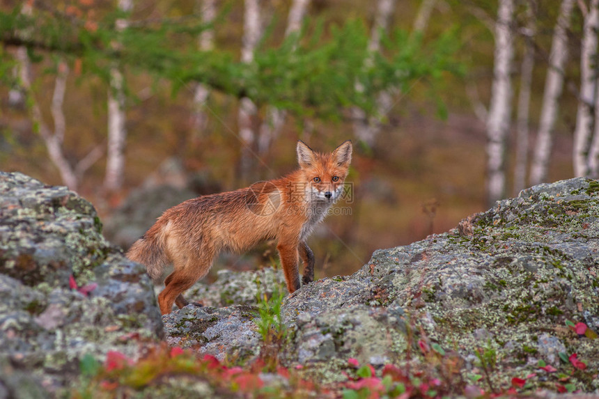 秋天针叶林中的赤狐图片