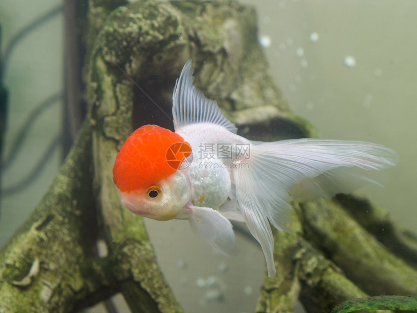 金鱼水族馆封闭时图片