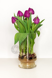 在水中生长的紫红色郁金香在一个玻璃花瓶里灯泡和根图片