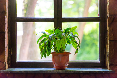 窗户上的绿色植物图片