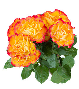 橙色玫瑰花束孤立图片