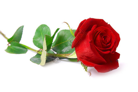 罗萨斯美丽的红玫瑰在白色背景