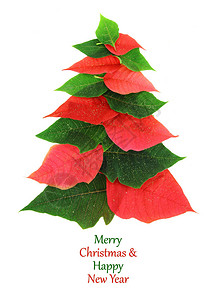 一品红叶子制成的圣诞树背景图片