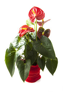 在白色的红色花盆中的红掌背景图片