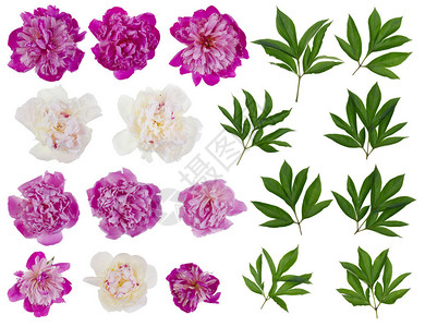 粉红色和白色的真正牡丹花和叶大集从几张照片中分离背景