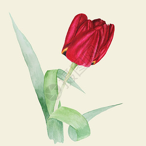 红色郁金香的植物水彩插图图片