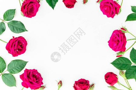 白色背景的美丽红玫瑰背景图片