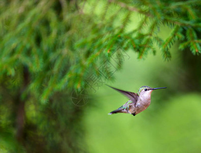 红喉蜂鸟在北魁克部的北方森林中经过漫长的迁徙后背景图片