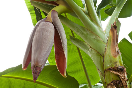 白色背景上的大香蕉花分离图片