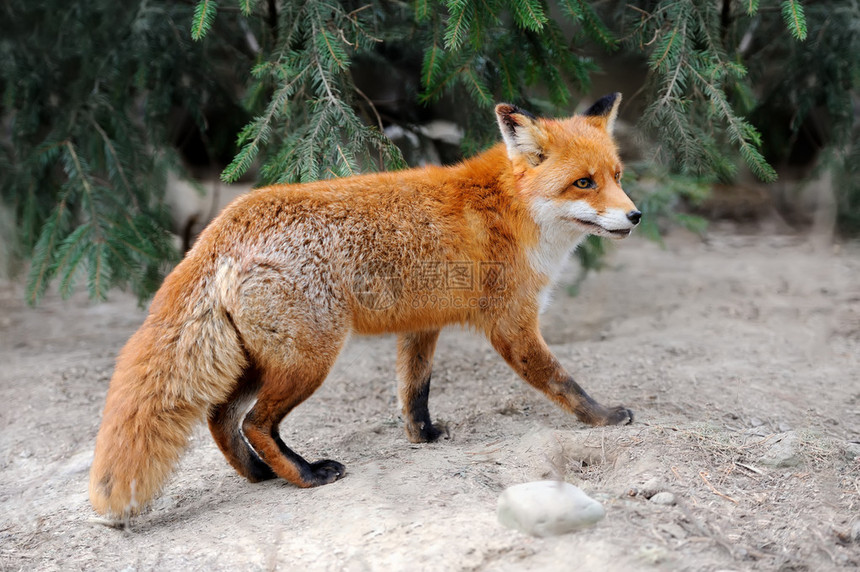 大自然中的野狐图片