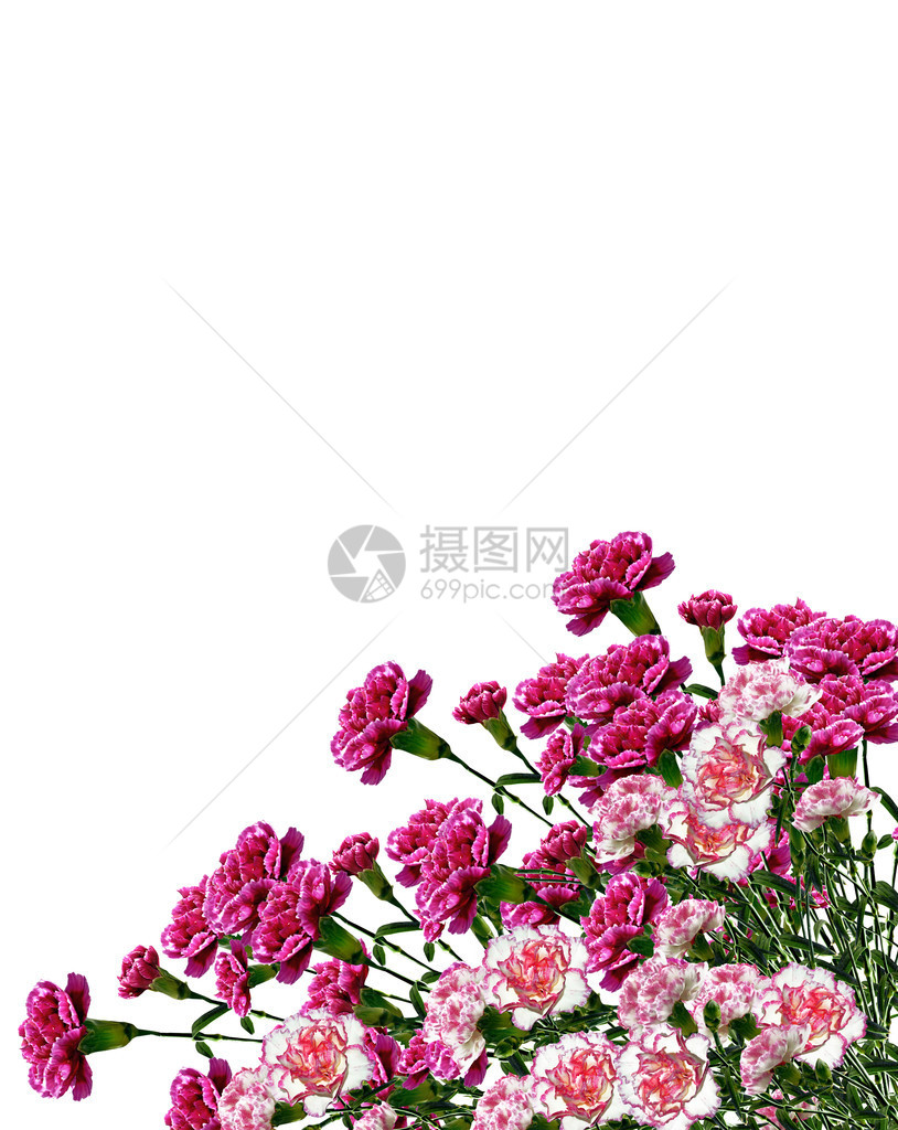 国香花图片