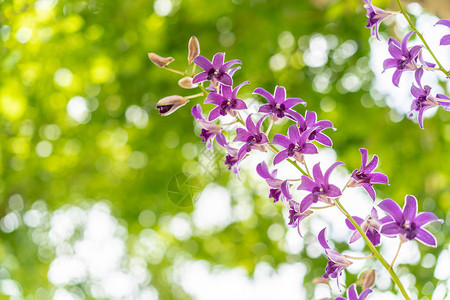 有绿叶树背景的紫色兰花图片