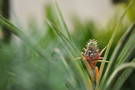 温室中菠萝花的特写摄影图片