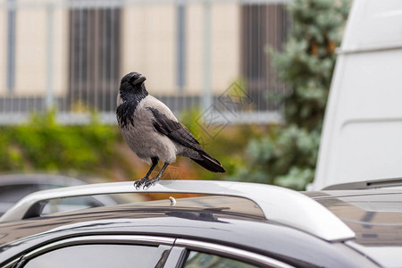 乌鸦坐在车顶上车上有鸟粪室外停车场油漆和油漆损坏图片