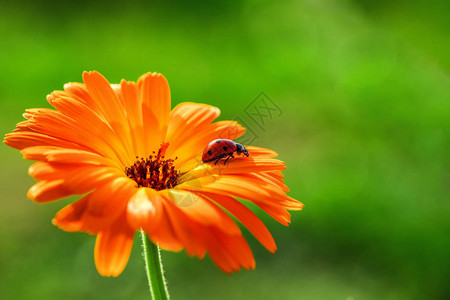 花朵和橙色的雪贝拉花在图片