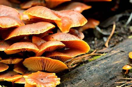 森林里树桩上的蘑菇图片