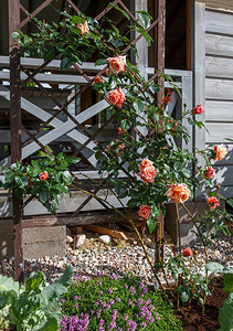 花园中美丽的橙色粉红怀旧玫瑰图片