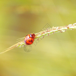 瓢虫在草地上的老式照片图片