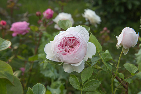 美丽的粉红怀旧玫瑰HerzoginChristian图片