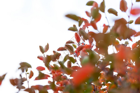 秋天的绿叶和红叶图片