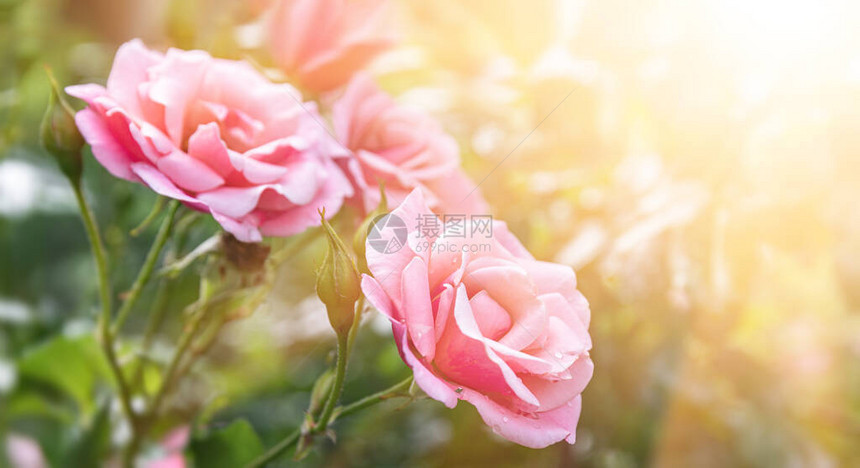 温柔的自然背景和盛开的玫瑰图片