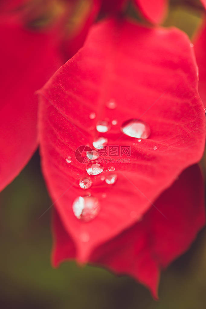 落在叶子上红色圣诞植物上的雨季水图片