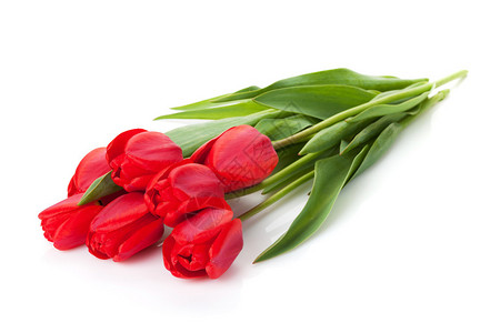 新的红色郁金香花束孤图片