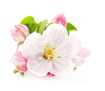 苹果树花被白色的春天的花朵所隔离图片