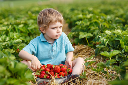 夏天在有机草莓农场的小孩男图片