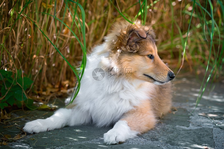 长毛牧羊犬小狗的肖像图片