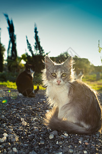 小猫咪绿色悲伤的眼睛和盲目猫图片