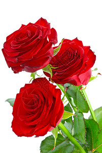 白色背景的三朵美丽的红玫背景图片