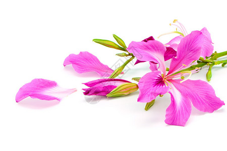 美丽的粉红色花朵波欣尼亚普尔里图片