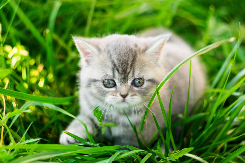 一只英国小猫坐在绿草丛中玩耍图片