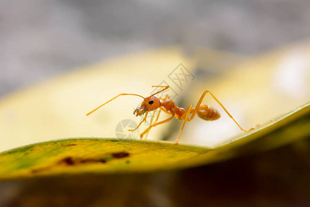 单只红蚂蚁在叶子上图片