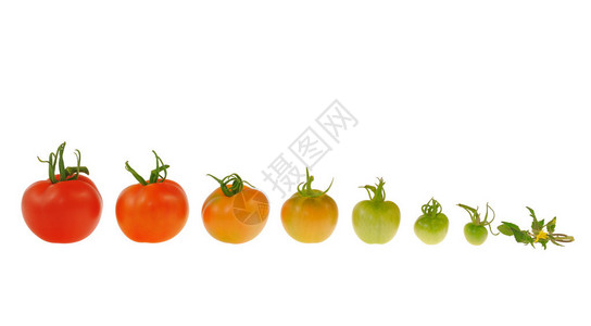 白色背景下红番茄的演变图片